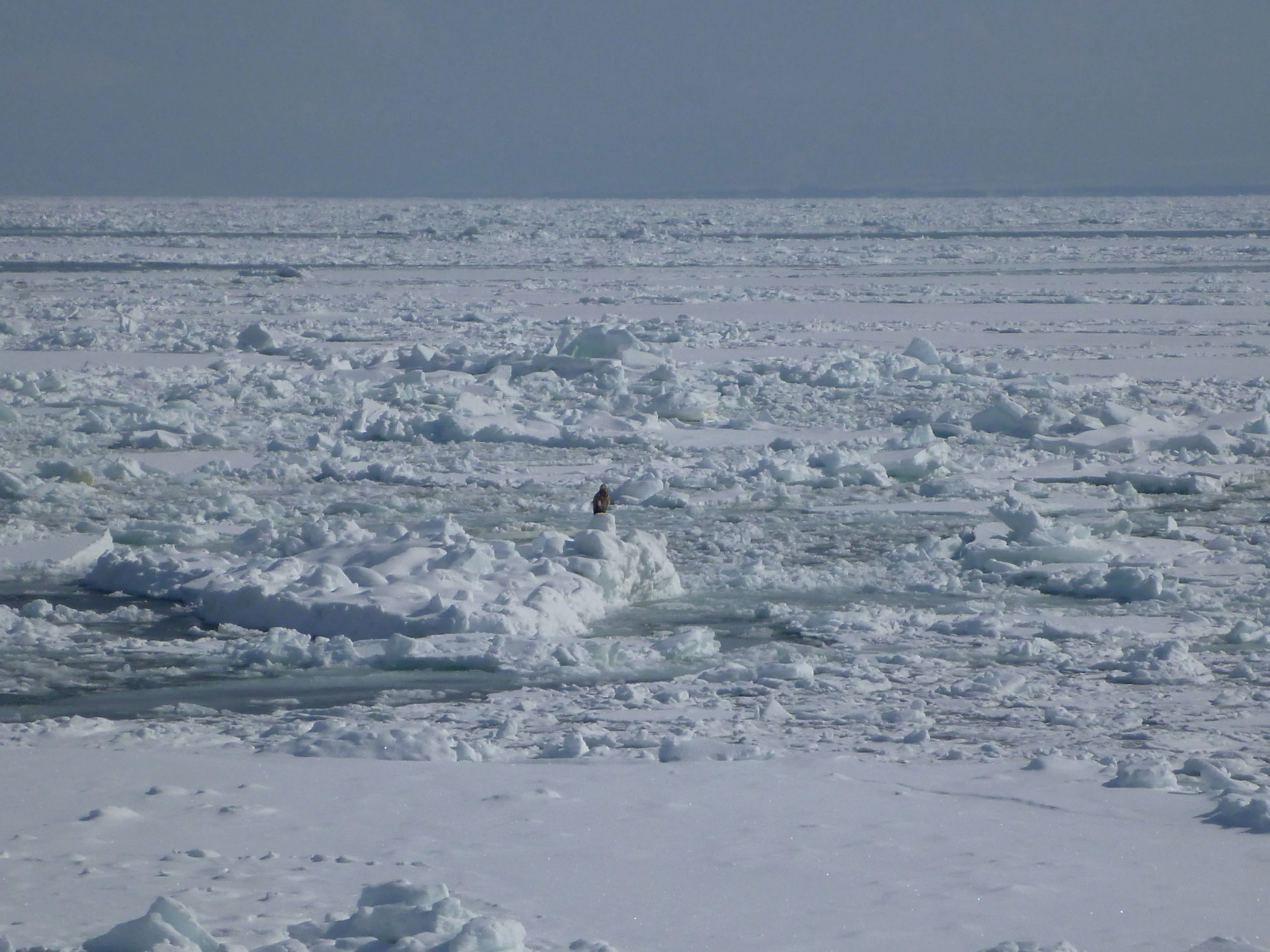 流氷の上で休憩している大鷲