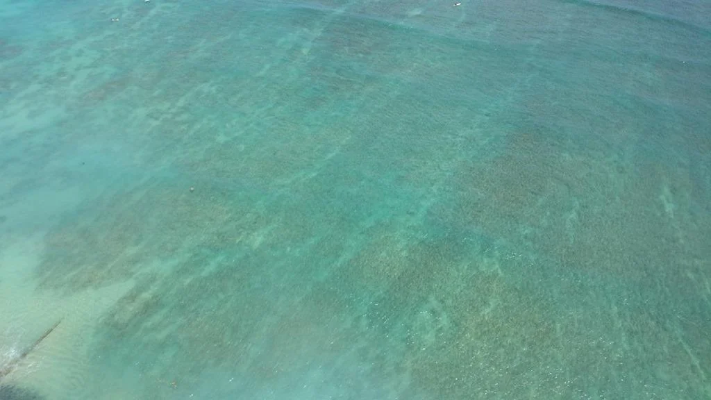 ウミガメが見れます