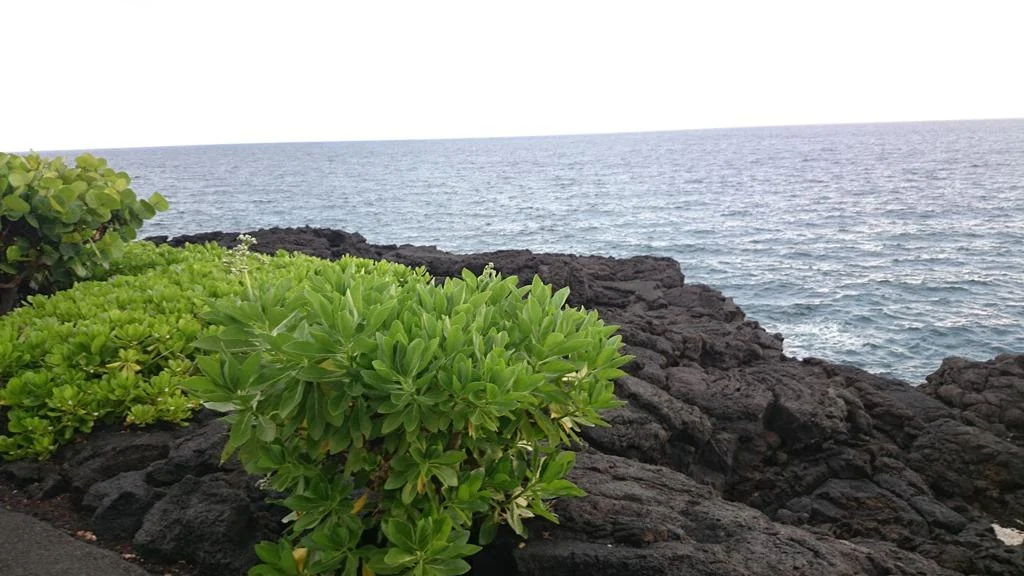 溶岩と海岸