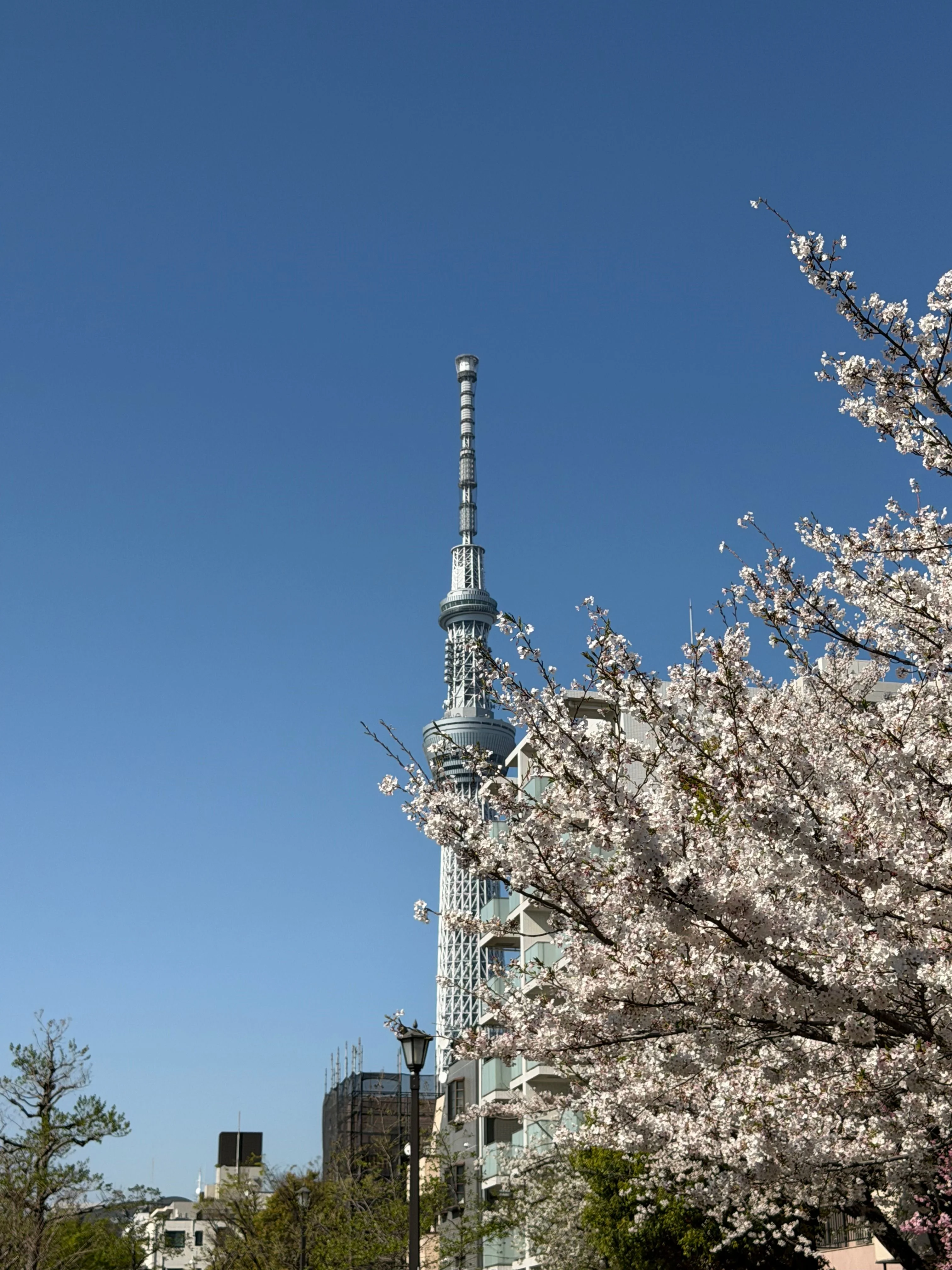 都内の桜の花見ランしてきました