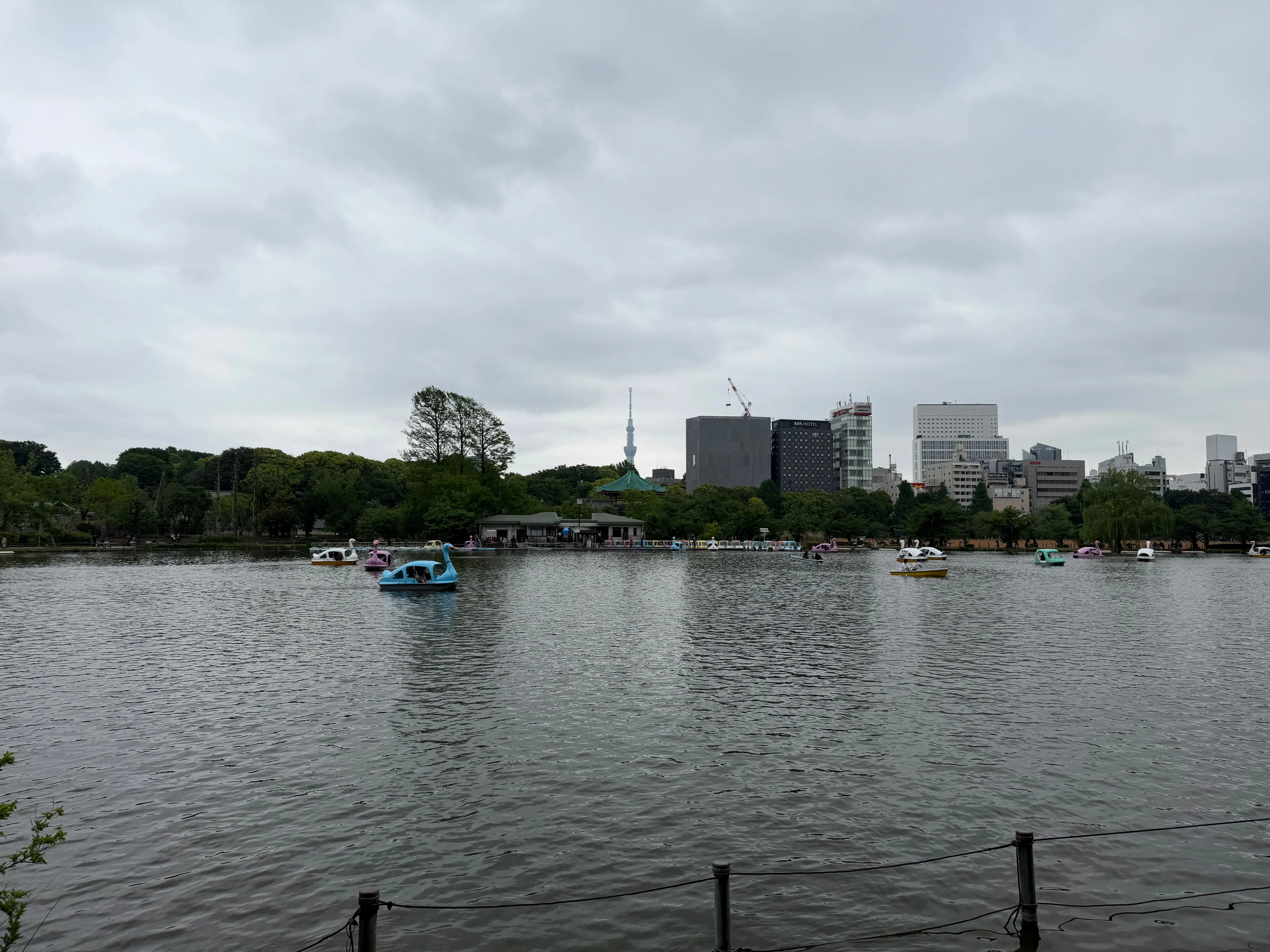 不忍池は多くのボートが出ていました。スカイツリーも見えます。